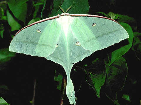 长尾水青蛾indianmoonmoth