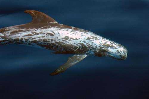 灰海豚(risso's dolphin)