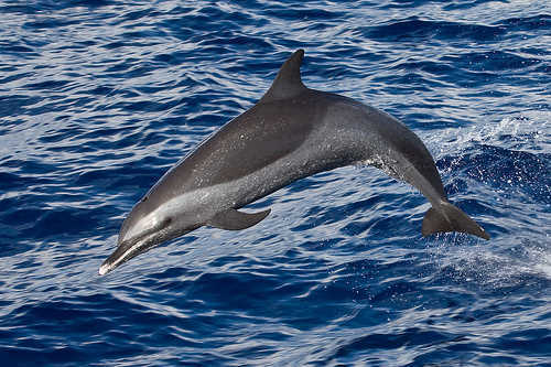 热带点斑原海豚(pantropical spotted dolphin)