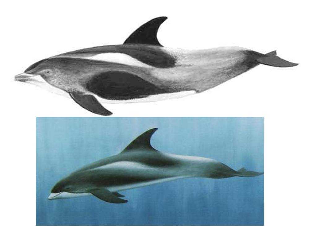 白喙斑纹海豚whitebeakeddolphin