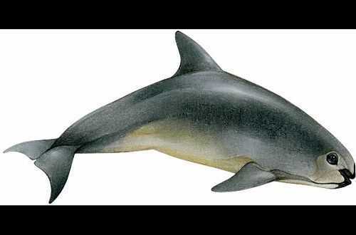 加湾鼠海豚(gulf of califonia porpoise)