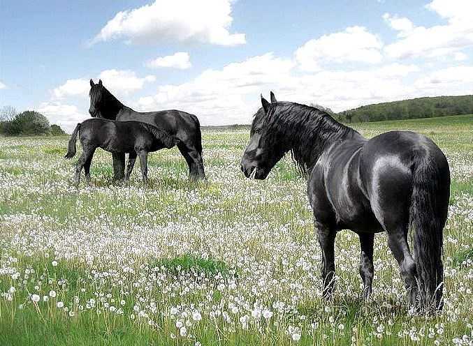 草原古马(merychippus)