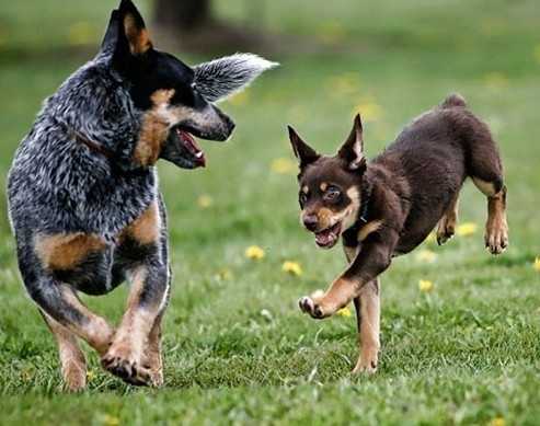 澳大利亚卡尔比犬(australian kelpie)