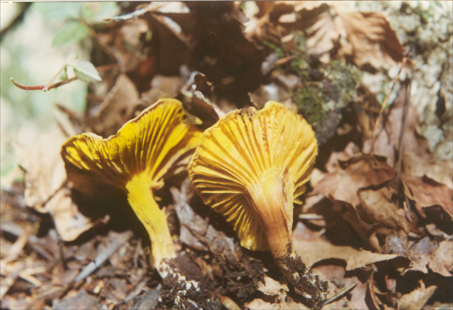 红黄褶孔牛肝菌gilledbolete