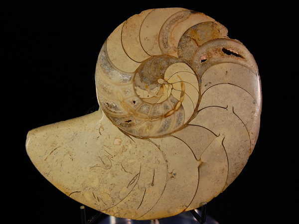 圆盘角石(discitoceras)