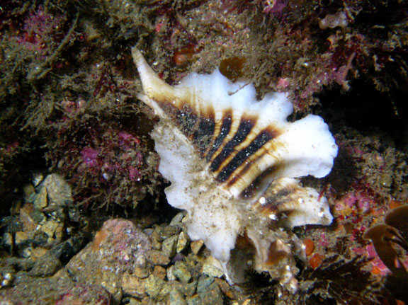 三翼芭蕉螺threewingedmurex