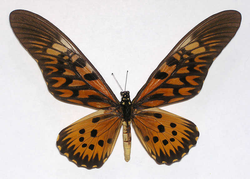 非洲长翅凤蝶africangiantswallowtail