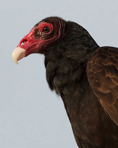 红头美洲鹫turkeyvulture