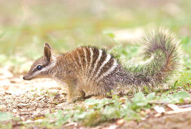 袋食蚁兽numbat