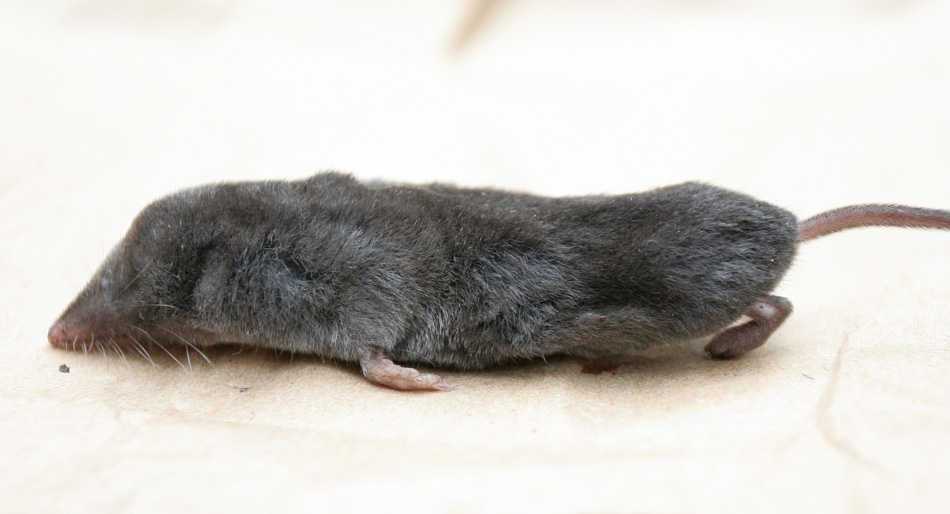北美短尾鼩鼱northamericanshorttailedshrew