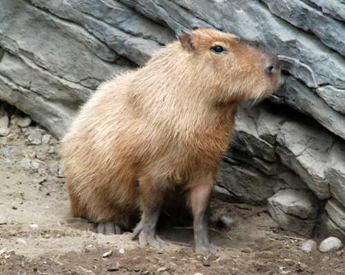 巴拿马水豚capybara
