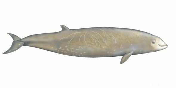 (古氏)剑吻鲸(cuviers beaked whale)