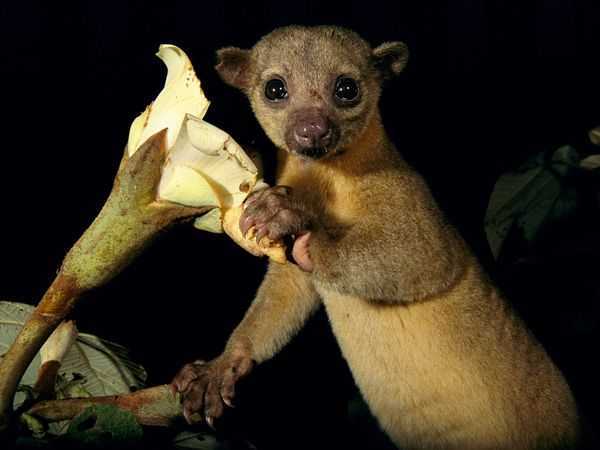 蜜熊kinkajou
