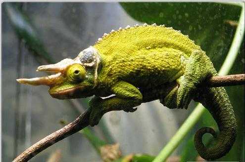 杰克氏三角避役jacksonsthreehornedchameleon