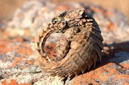 犰狳环鳞蜥armadillogirdledlizard