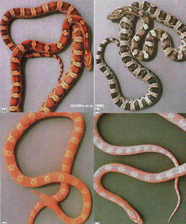 玉米锦蛇cornsnake