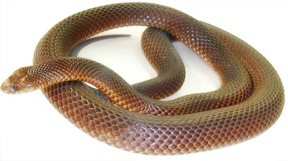 穴居王蛇(king brownsnake)