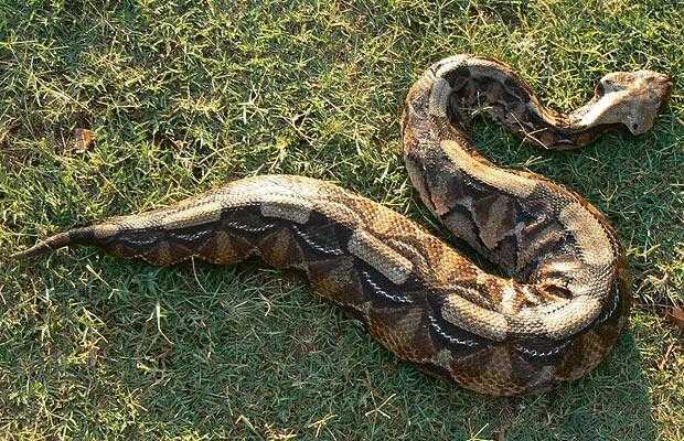 加蓬咝蝰(gaboon viper)