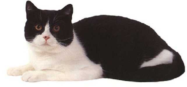 英短黑白猫的特点图片