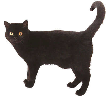 外来种短毛猫黑色猫