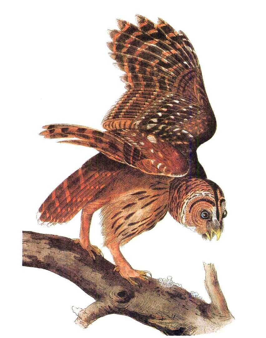 学名:strix varia 英文名:barred owl